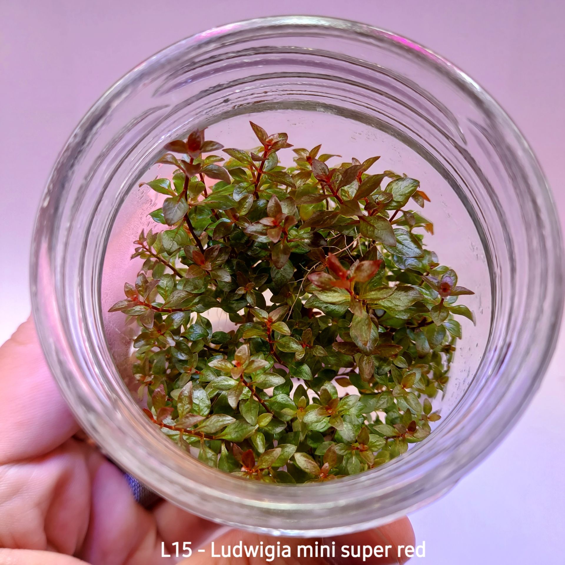 Ludwigia mini super red IN VITRO JAR (KAVANOZ)