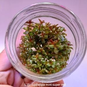Ludwigia mini super red IN VITRO JAR (KAVANOZ)