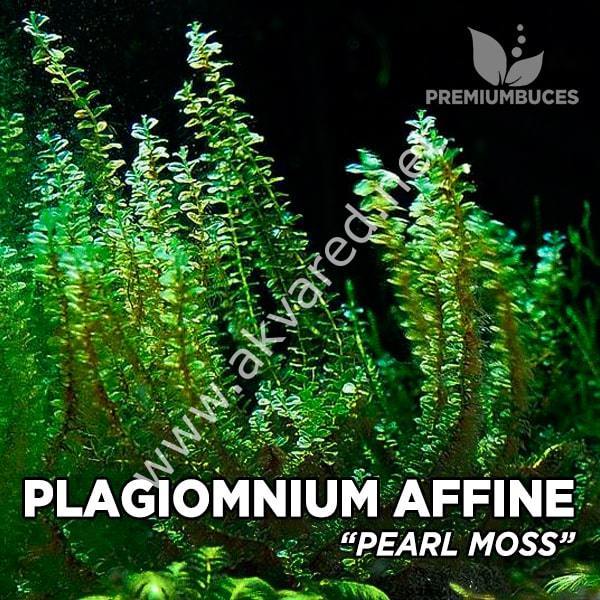 Plagiomnium cf. Affine / Pearl Moss 5 gr. ÖN SİPARİŞ