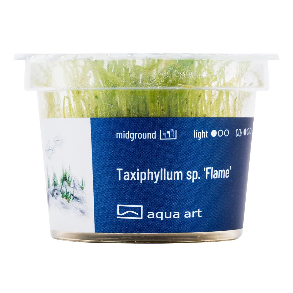 AQUA ART Taxiphyllum sp. Flame ÖN SİPARİŞ
