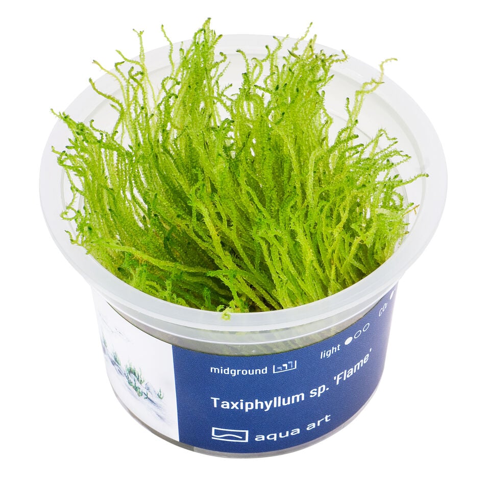 AQUA ART Taxiphyllum sp. Flame ÖN SİPARİŞ