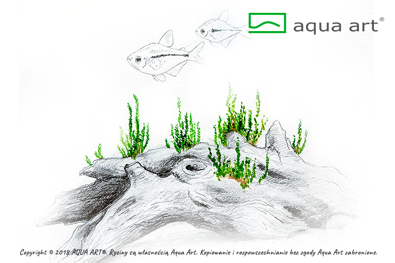 AQUA ART Taxiphyllum sp. Flame ÖN SİPARİŞ