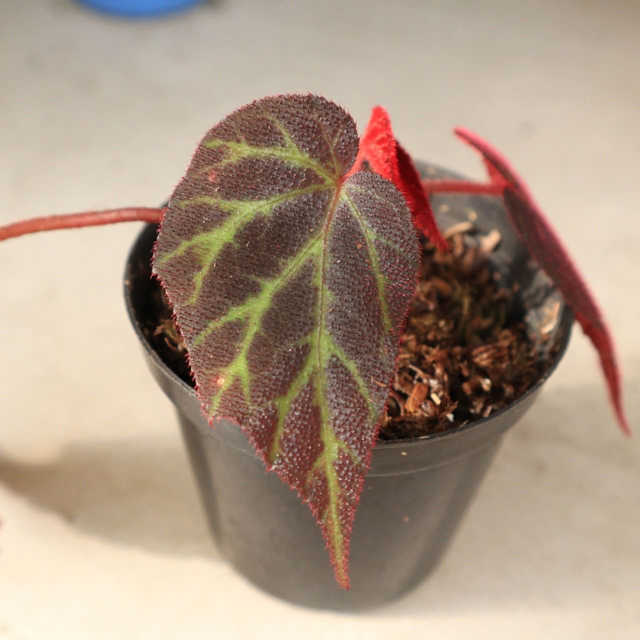 Begonia sp. Red Sumatra