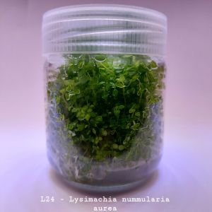Lysimachia nummularia 'aurea IN VITRO JAR (KAVANOZ)