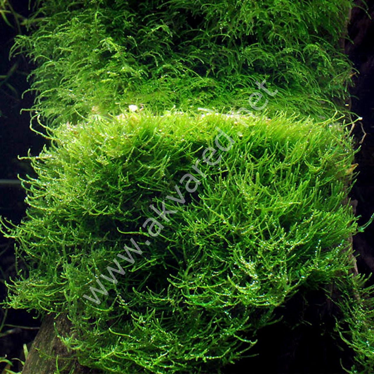 Vesicularia dubyana / Java Moss 5 gr