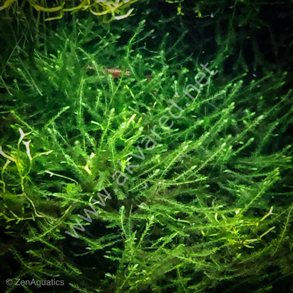 Vesicularia dubyana / Java Moss 5 gr