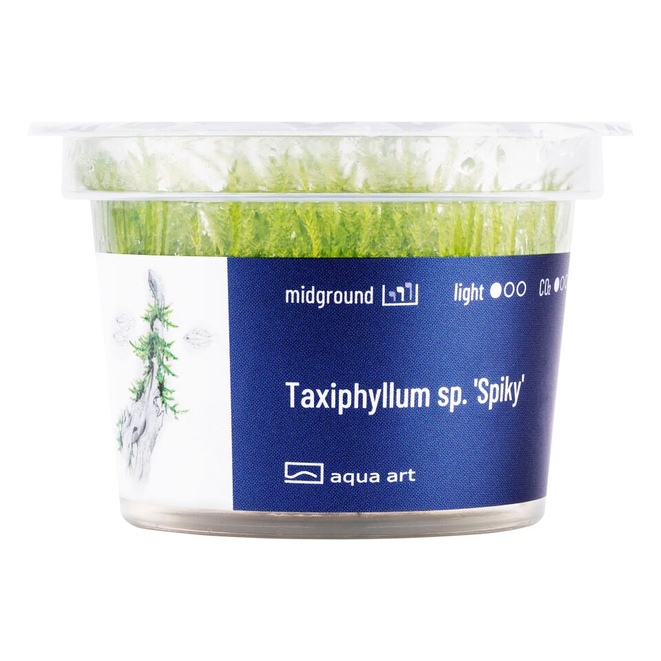 AQUA ART Taxiphyllum Spiky ÖN SİPARİŞ