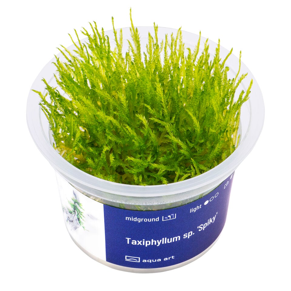 AQUA ART Taxiphyllum Spiky ÖN SİPARİŞ