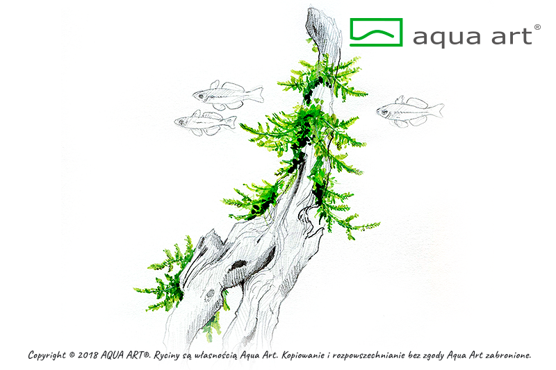 AQUA ART Taxiphyllum Spiky ÖN SİPARİŞ