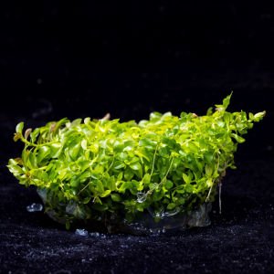 Micranthemum monte carlo IN VITRO JAR (KAVANOZ)