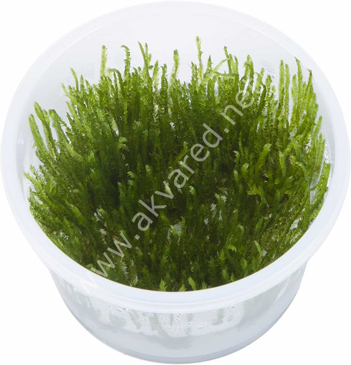Taxiphyllum sp. Spiky Moss 5 gr