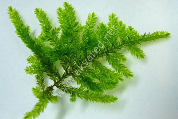 Taxiphyllum sp. Spiky Moss 5 gr
