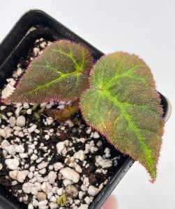Begonia sp. Sumatra