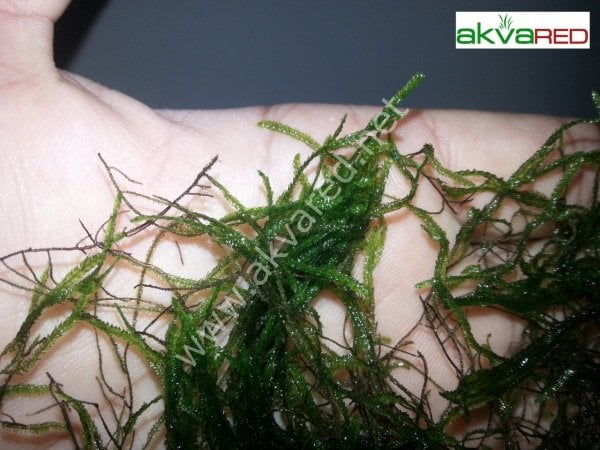 Taxiphyllum sp. Flame Moss 5 gr