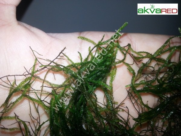 Taxiphyllum sp. Flame Moss 5 gr