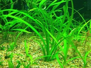 Sagittaria subulata IN VITRO JAR (KAVANOZ)
