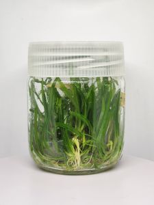 Sagittaria subulata IN VITRO JAR (KAVANOZ)