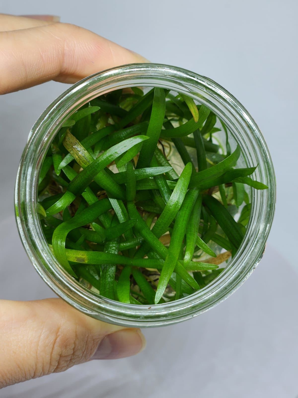 Sagittaria subulata IN VITRO JAR (KAVANOZ)