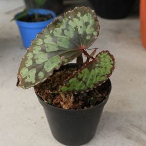 Begonia sp. Umbrella