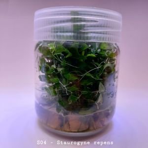 Staurogyne repens IN VITRO JAR (KAVANOZ)