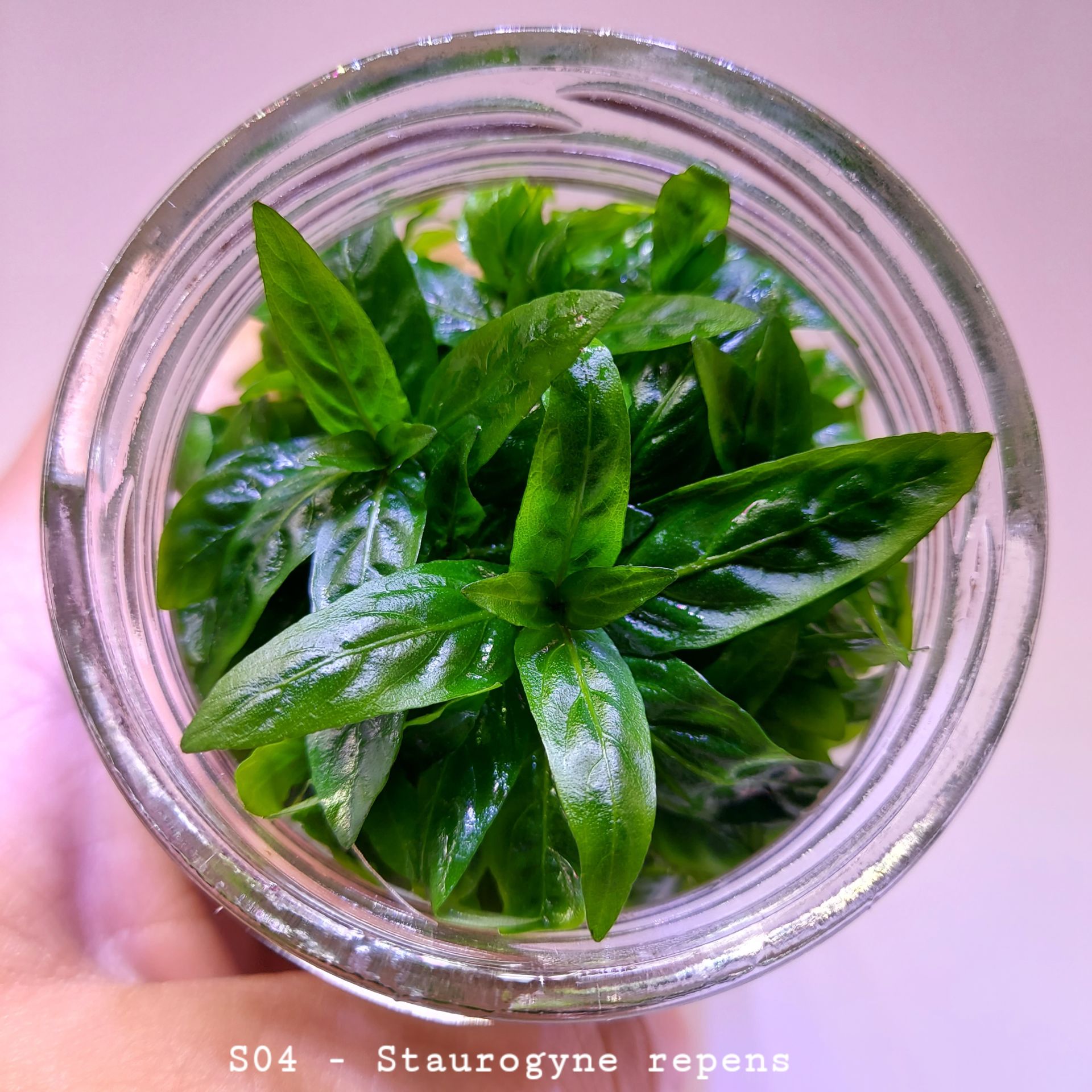 Staurogyne repens IN VITRO JAR (KAVANOZ)