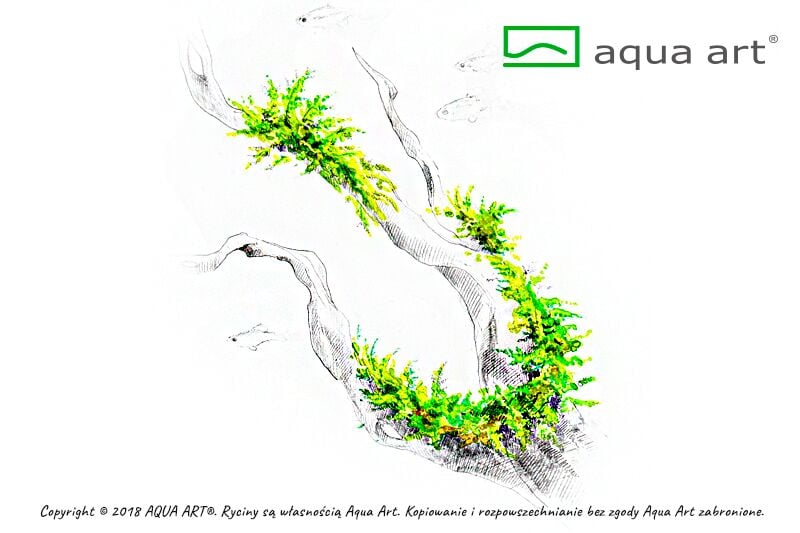 AQUA ART Vesicularia montagnei Christmas Moss ÖN SİPARİŞ