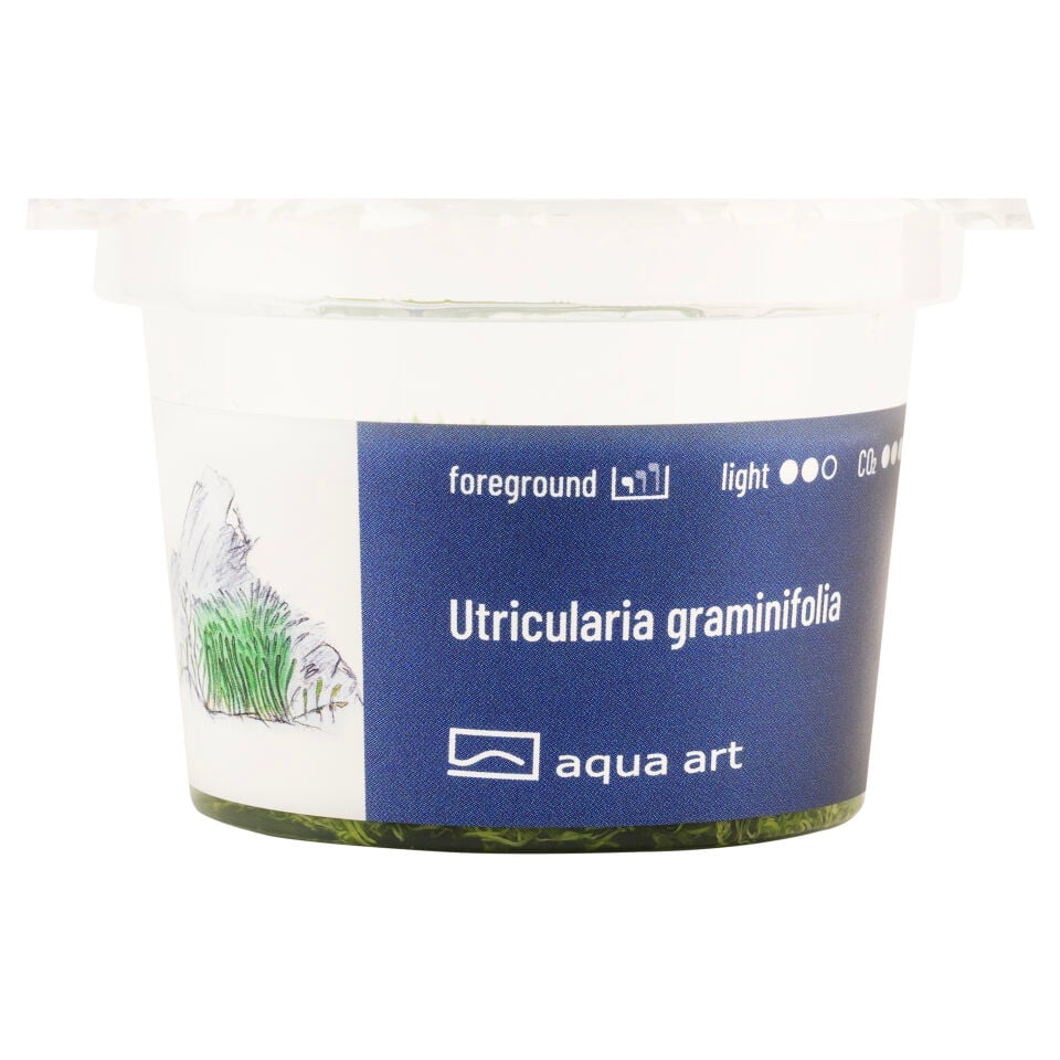AQUA ART Utricularia graminifolia ÖN SİPARİŞ