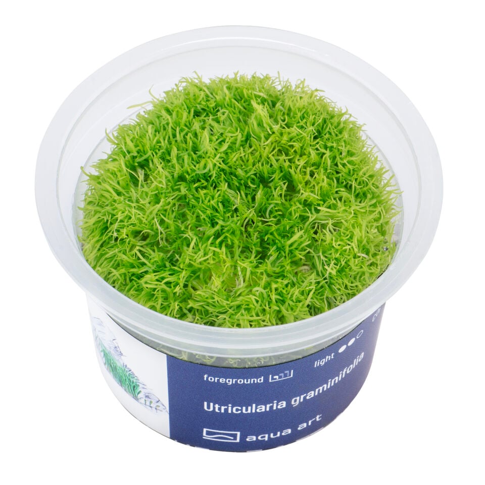 AQUA ART Utricularia graminifolia ÖN SİPARİŞ