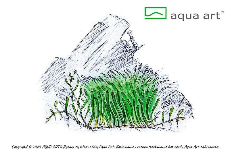 AQUA ART Utricularia graminifolia ÖN SİPARİŞ