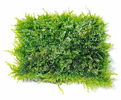 Vesicularia Mini Christmas Moss 5 gr