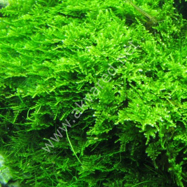 Vesicularia Mini Christmas Moss 5 gr İTHAL