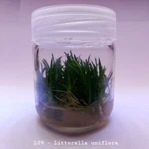 Littorella uniflora IN VITRO JAR (KAVANOZ)