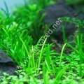 Littorella uniflora IN VITRO JAR (KAVANOZ)