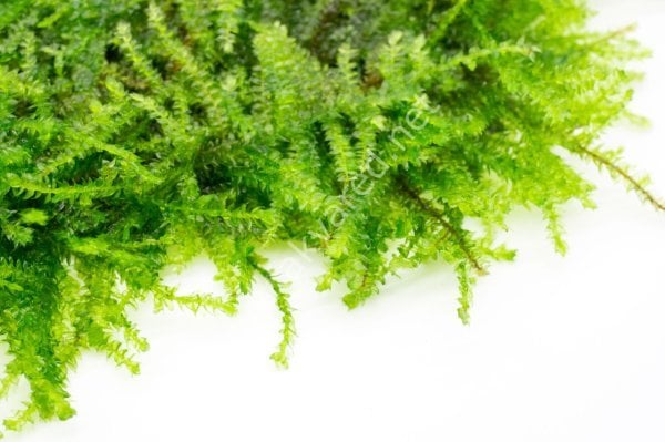 Vesicularia ferriei / Weeping Moss 5 gr 