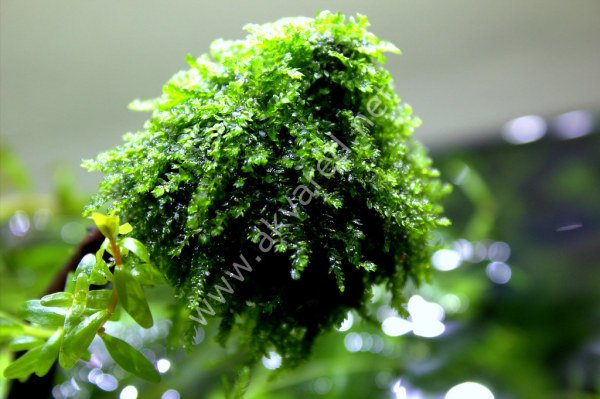 Vesicularia ferriei / Weeping Moss 5 gr İTHAL