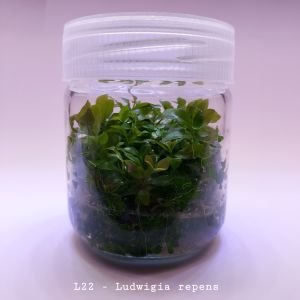 Ludwigia repens (Gül) IN VITRO JAR (KAVANOZ)