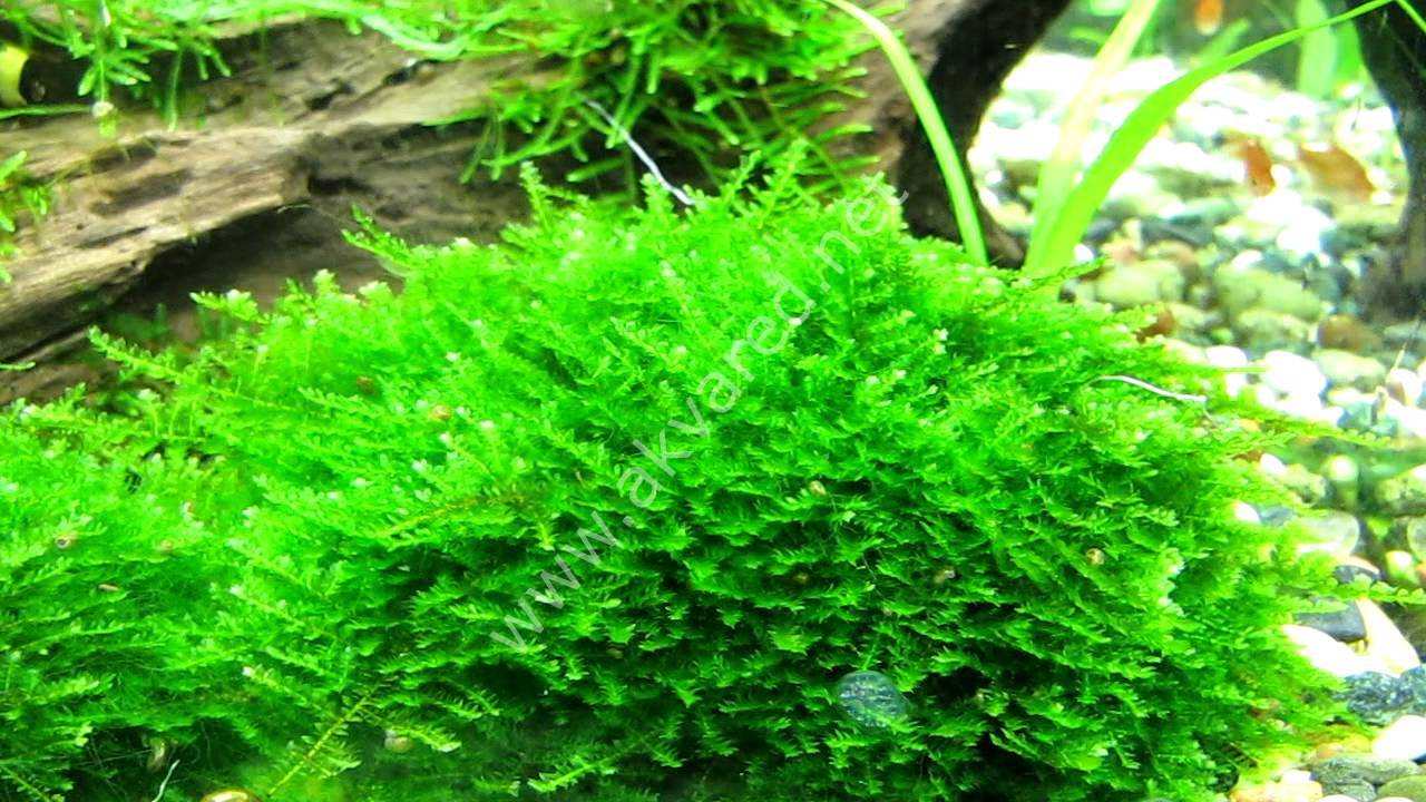 Vesicularia montagnei / Christmas Moss 5 gr İTHAL