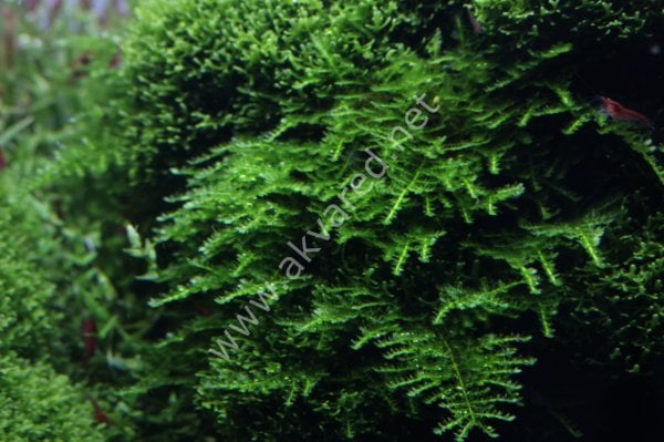 Vesicularia montagnei / Christmas Moss 5 gr İTHAL