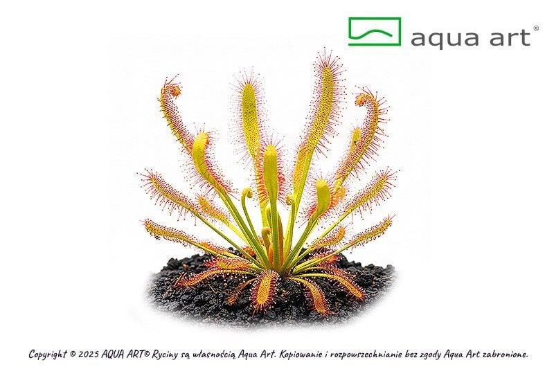 VIVO VERDE Drosera capensis ÖN SİPARİŞ