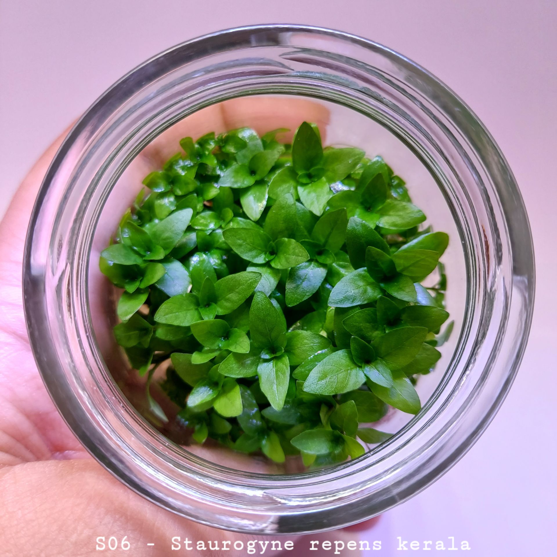 Staurogyne repens kerala IN VITRO JAR (KAVANOZ)
