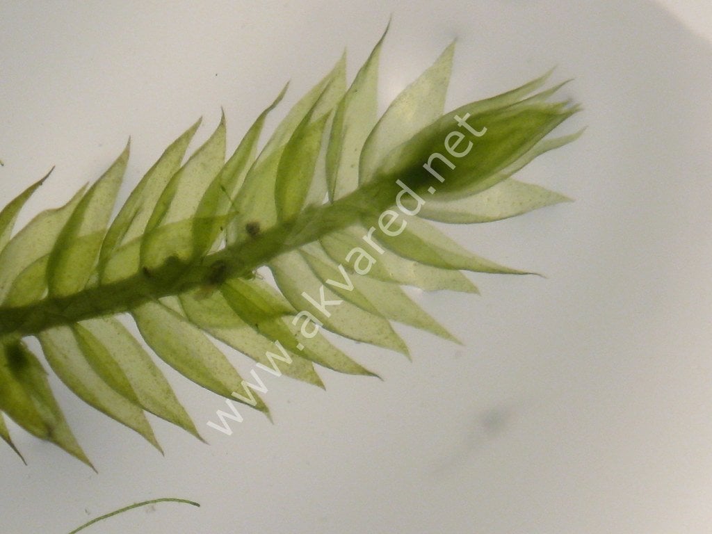 Vesicularia reticulata / Erect Moss 5 gr ÖN SİPARİŞ