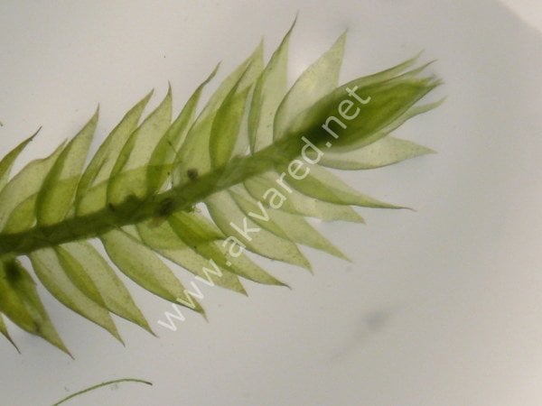 Vesicularia reticulata / Erect Moss 5 gr ÖN SİPARİŞ