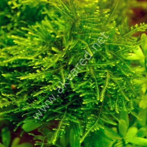 Vesicularia sp. Anchor Moss / Weeping Tropica Moss 5 gr.