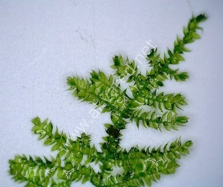Vesicularia sp. Anchor Moss / Weeping Tropica Moss 5 gr.