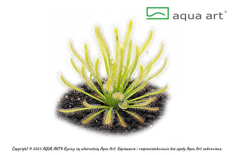 VIVO VERDE Drosera capensis albino ÖN SİPARİŞ