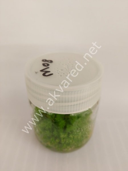 Myriophyllum guyana IN VITRO JAR (KAVANOZ)