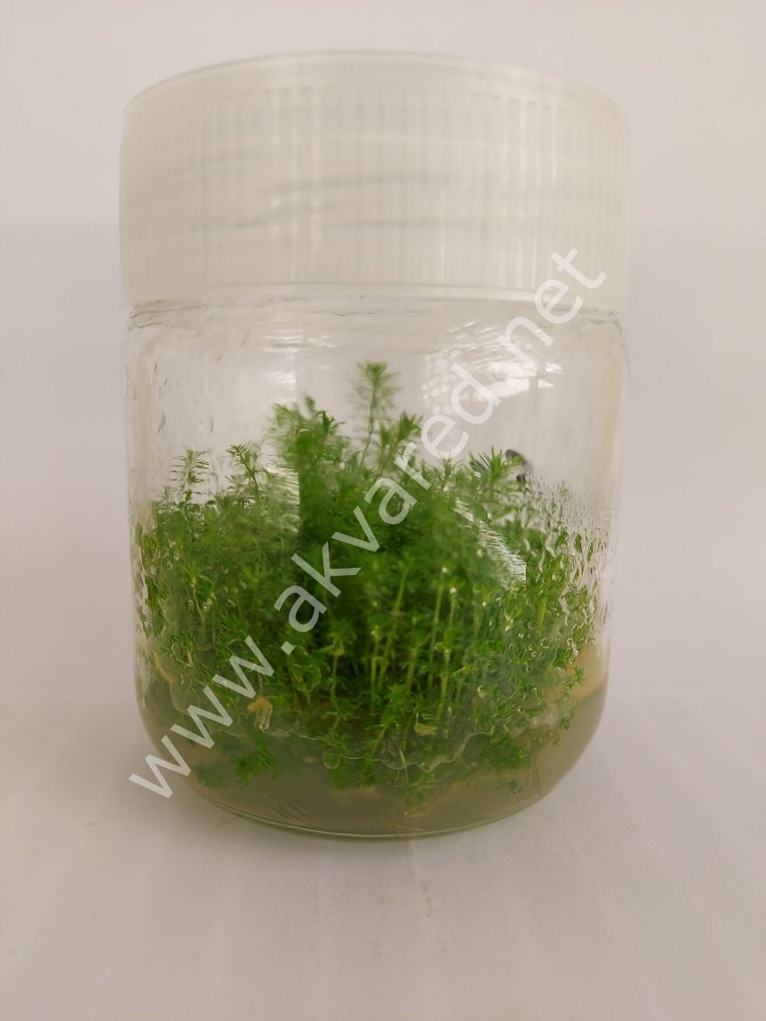 Myriophyllum guyana IN VITRO JAR (KAVANOZ)