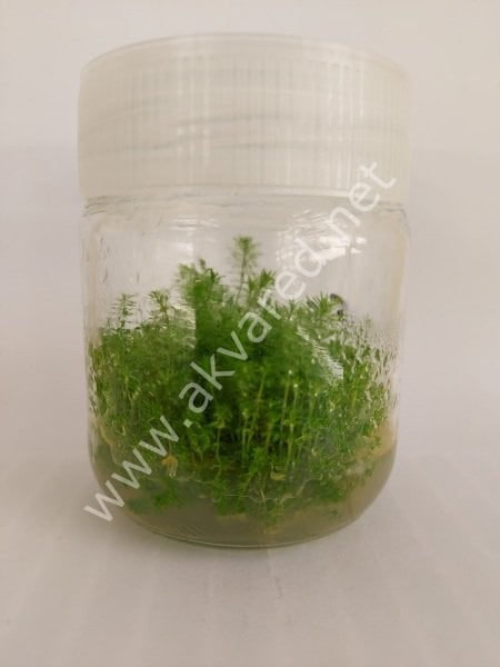 Myriophyllum guyana IN VITRO JAR (KAVANOZ)