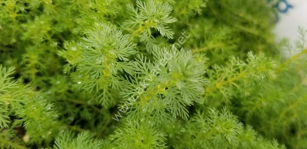 Myriophyllum guyana IN VITRO JAR (KAVANOZ)