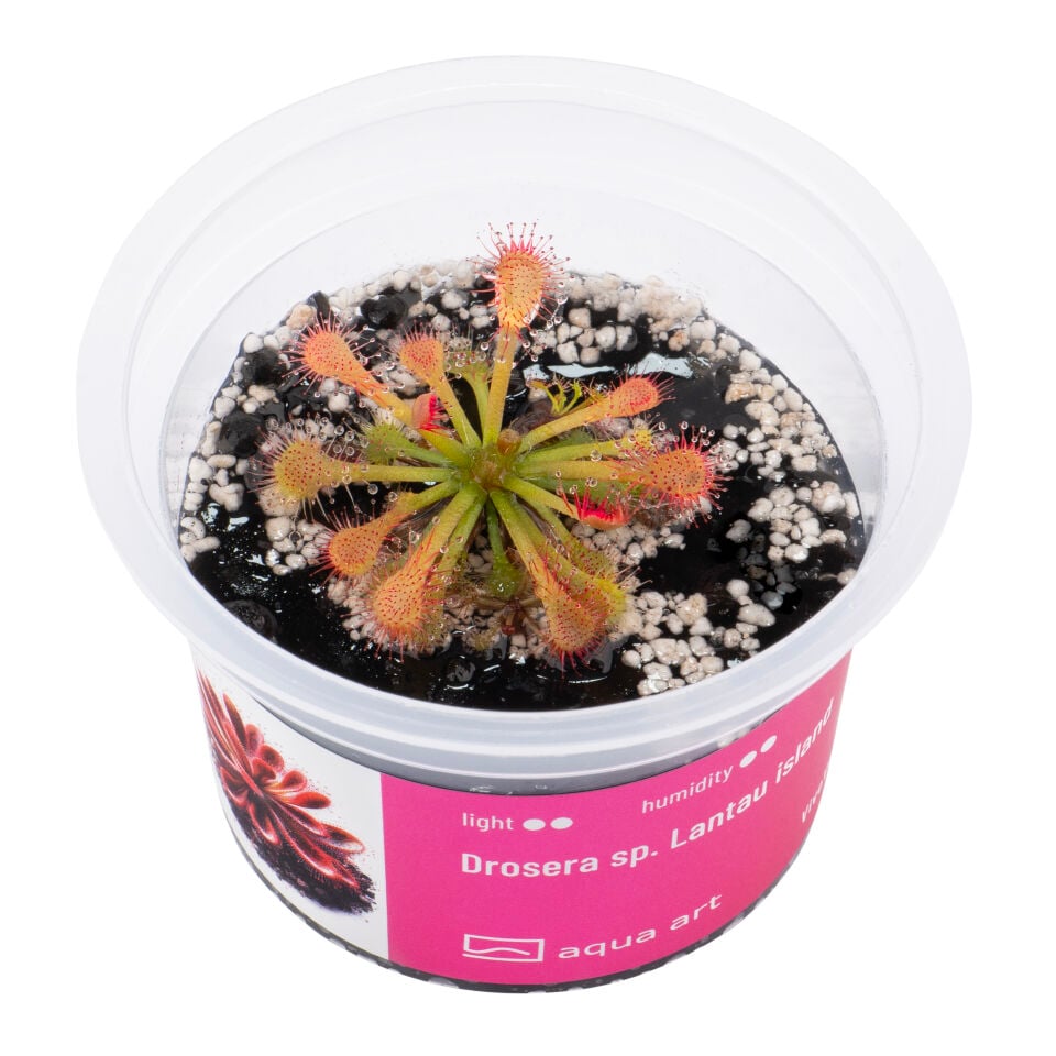 VIVO VERDE Drosera sp. Lantau island ÖN SİPARİŞ